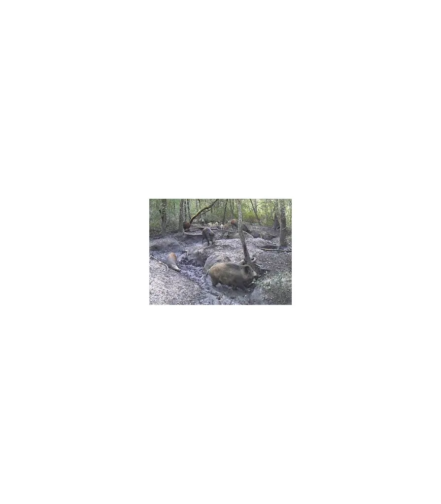 scrofix-seau-de-20-kg (1).webp
